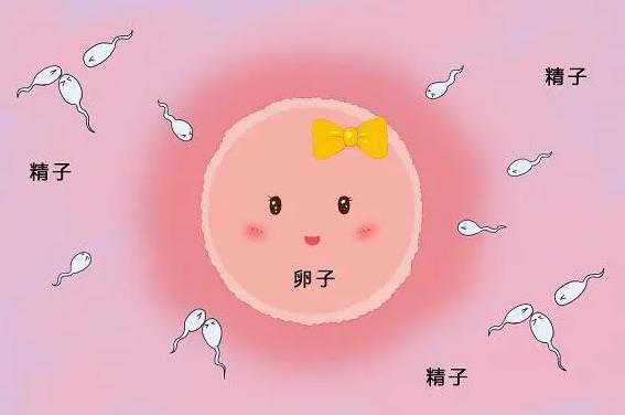 广州代孕的宝宝长的像谁|杭州助孕机构，